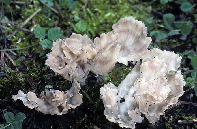 Cotylidia diaphana